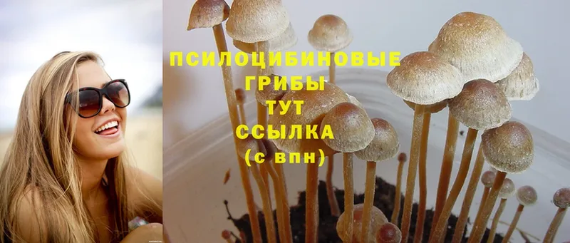 Галлюциногенные грибы Psilocybe  продажа наркотиков  гидра вход  Егорьевск 